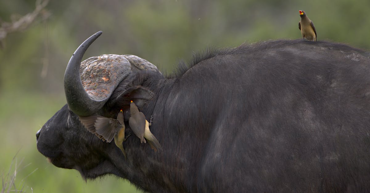 découvrez la richesse de la biodiversité, un équilibre essentiel de la vie sur terre. apprenez l'importance de la protection des espèces, des habitats et des écosystèmes pour préserver notre planète pour les générations futures.