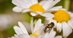 découvrez l'importance de la biodiversité, son rôle crucial dans l'équilibre des écosystèmes et comment la préserver pour les générations futures. explorez les initiatives pour protéger la faune et la flore, ainsi que les actions simples que chacun peut entreprendre pour contribuer à la sauvegarde de notre planète.