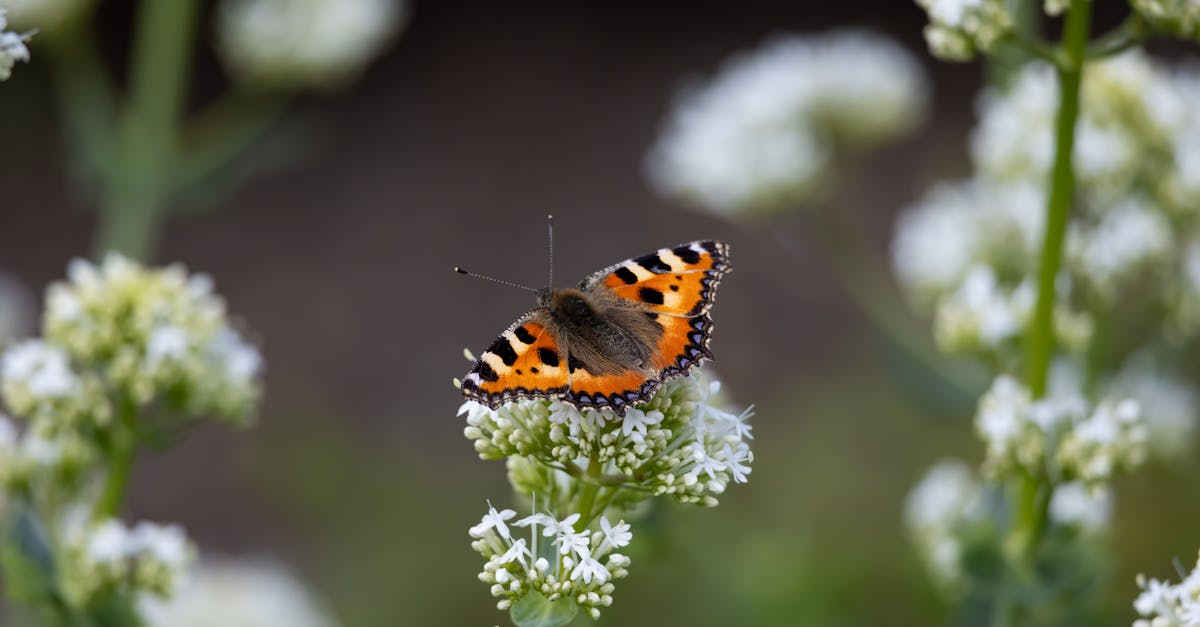 découvrez l'importance de la biodiversité pour notre planète. explorez les différentes espèces, leurs habitats et comment leur préservation est cruciale pour l'équilibre des écosystèmes et le bien-être humain.