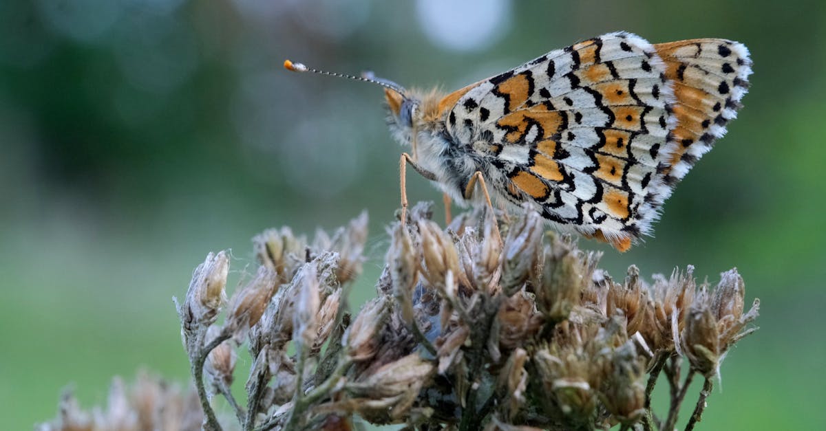 découvrez la richesse de la biodiversité, ses enjeux cruciaux pour notre planète et son impact sur les écosystèmes. explorez comment la préservation de cette diversité vitale contribue à la durabilité de notre environnement.