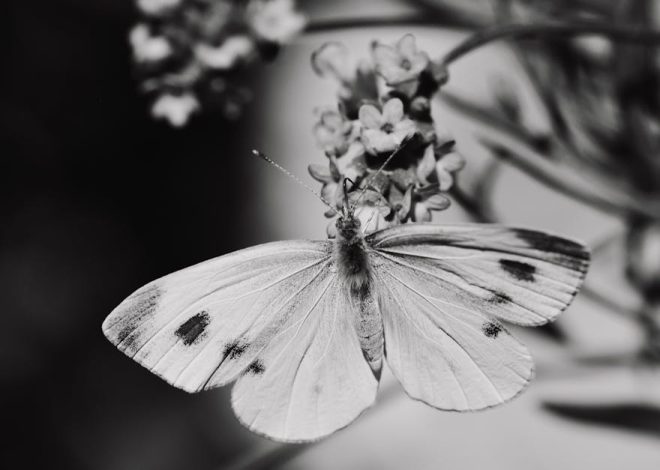 Biodiversité : comprendre son importance pour l’équilibre des écosystèmes