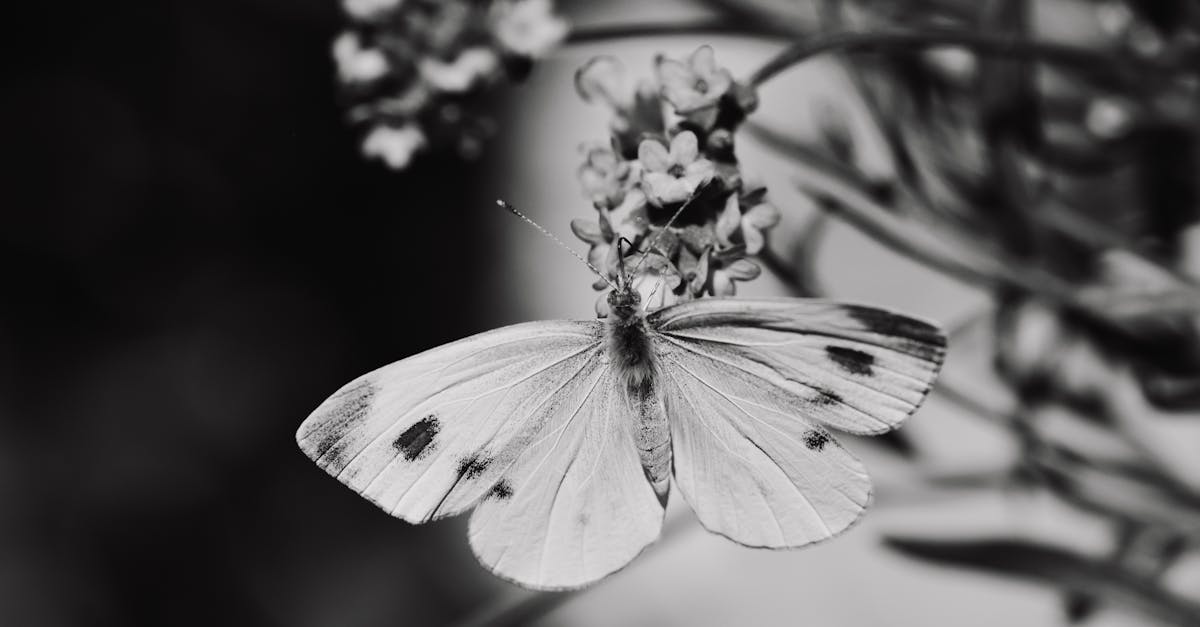 Biodiversité : comprendre son importance pour l’équilibre des écosystèmes