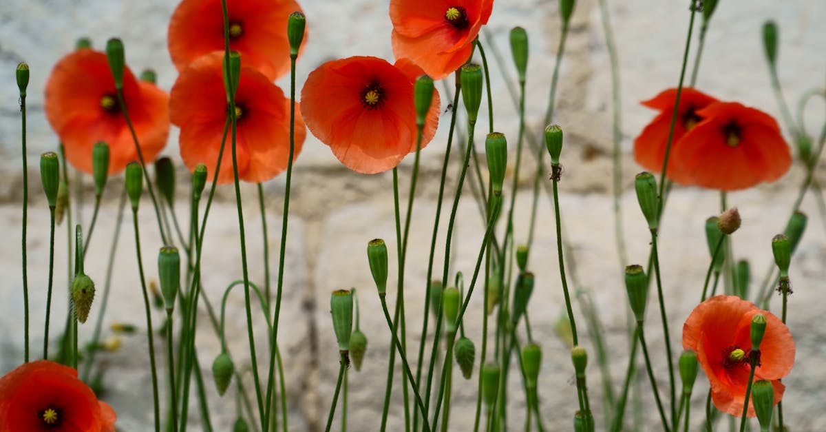 découvrez l'importance de la biodiversité, ses enjeux majeurs et son impact sur notre planète. apprenez comment protéger et préserver la richesse des écosystèmes pour les générations futures.