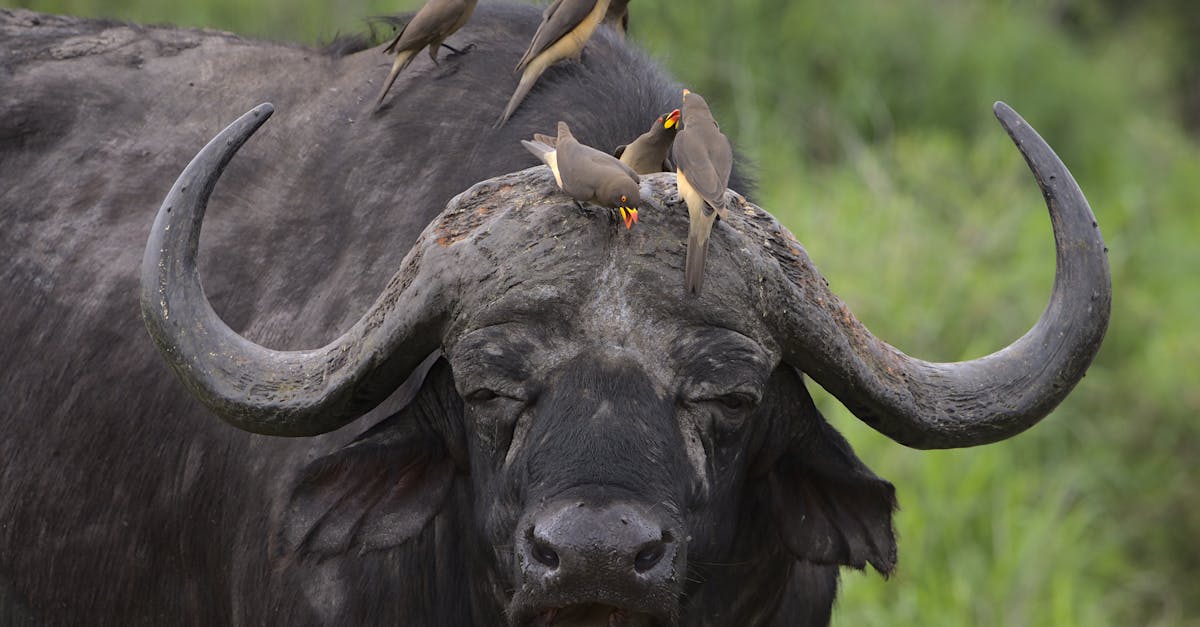 découvrez la richesse de la biodiversité, un patrimoine naturel essentiel à notre planète. explorez les enjeux de la conservation des espèces et des écosystèmes, et apprenez comment chaque action contribue à préserver notre environnement pour les générations futures.