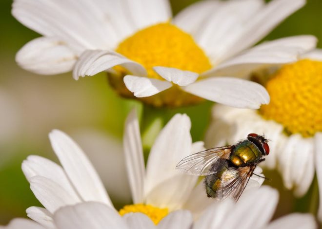 Réserves naturelles : un patrimoine à protéger pour la biodiversité