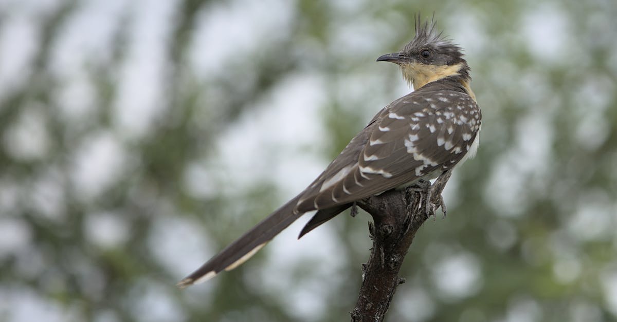 découvrez l'importance de la biodiversité pour notre planète, son rôle crucial dans l'équilibre des écosystèmes et les menaces qui pèsent sur elle. explorez les initiatives pour la préserver et comment chacun peut agir pour protéger la richesse naturelle de notre monde.