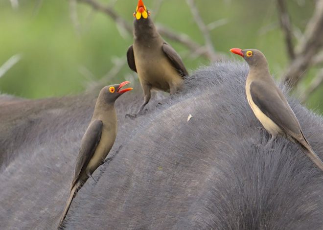 Faune fascinante : découvrez les merveilles de la biodiversité