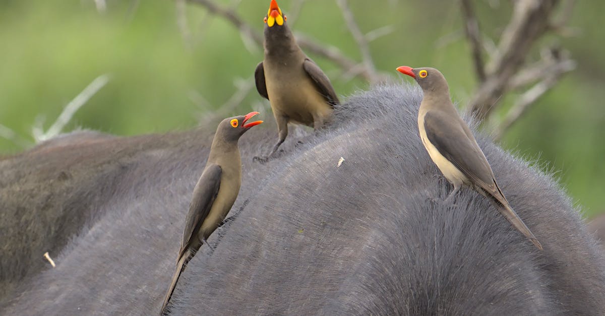 Faune fascinante : découvrez les merveilles de la biodiversité