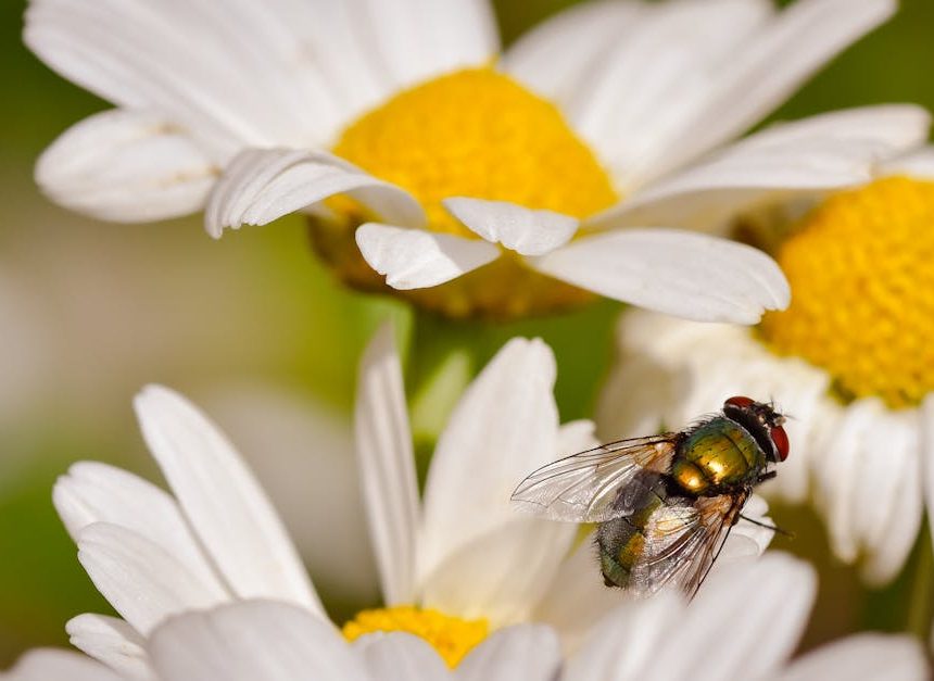Réserves naturelles : un patrimoine à protéger pour la biodiversité