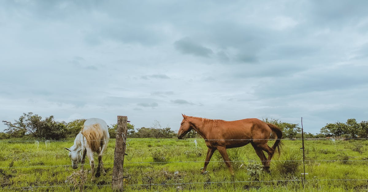 découvrez l'importance de la biodiversité, sa préservation et son impact sur notre environnement et notre santé. un voyage au cœur de la richesse naturelle de notre planète, ses défis et les actions à entreprendre pour la protéger.