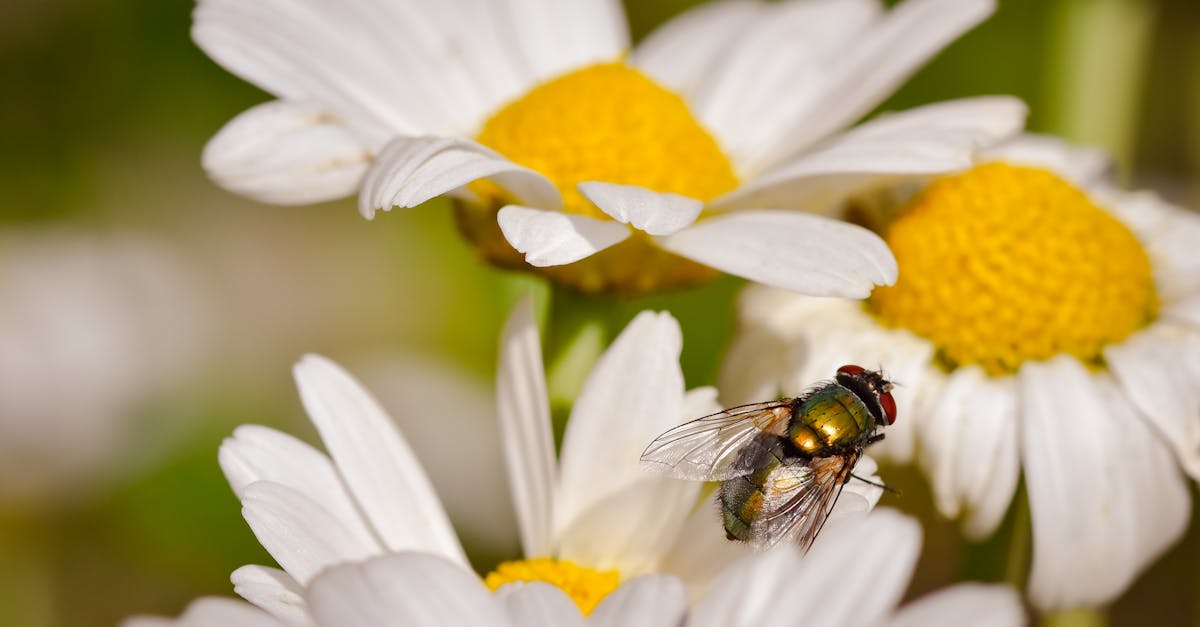 Réserves naturelles : un patrimoine à protéger pour la biodiversité