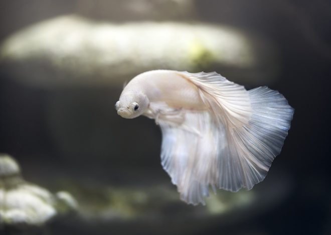 Un festival inaugural dédié à la saumure de poisson de Phu Quôc