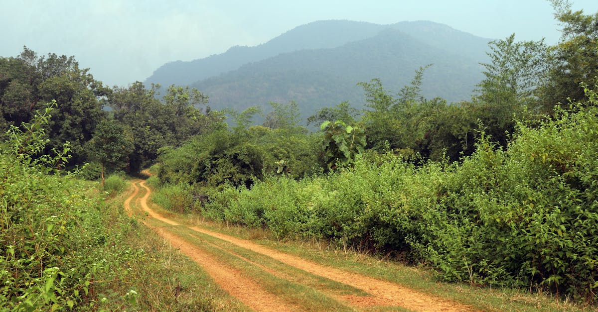découvrez notre sélection de plantes locales, idéales pour embellir votre espace tout en préservant l'environnement. apprenez comment cultiver et entretenir ces espèces adaptées à votre région.