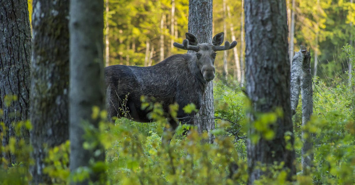 découvrez la beauté naturelle des parcs nationaux, des trésors préservés offrant des paysages époustouflants, une faune diversifiée et des aventures en plein air inoubliables. explorez des sentiers pittoresques, admirez des panoramas à couper le souffle et plongez dans la richesse de la biodiversité tout en vous reconnectant avec la nature.