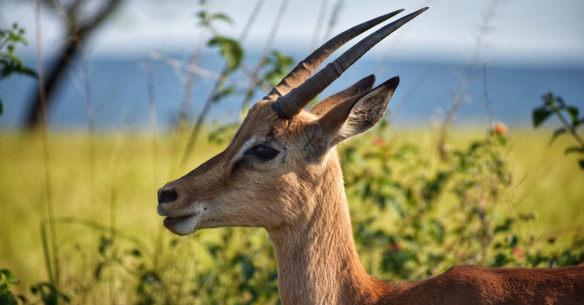 découvrez les habitats naturels, des écosystèmes diversifiés où la faune et la flore s'épanouissent en harmonie. explorez l'importance de ces milieux pour la biodiversité et la conservation, et apprenez comment protéger notre planète.