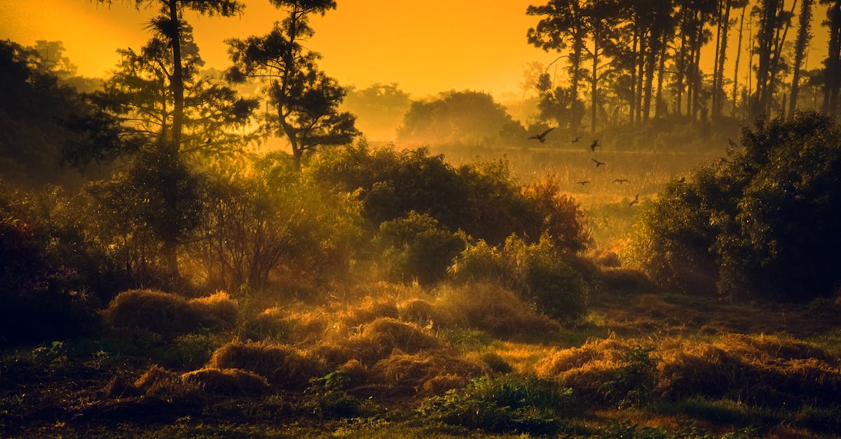 découvrez les habitats naturels, ces écosystèmes riches en biodiversité, qui abritent des espèces variées et jouent un rôle essentiel dans l'équilibre de notre planète. explorez leur importance, leur préservation et les menaces qui pèsent sur eux.