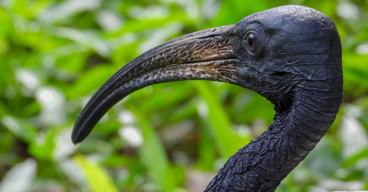 Habitats naturels : comprendre leur importance pour la biodiversité