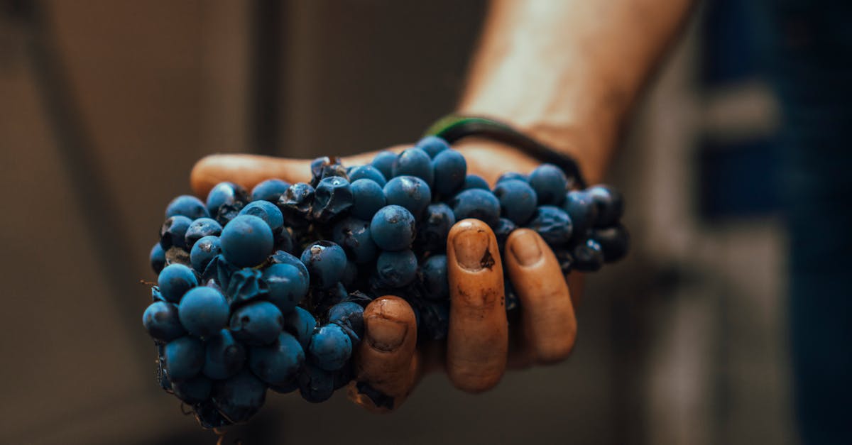 découvrez la gastronomie durable : une approche qui allie respect de l'environnement, pratiques alimentaires éthiques et délices culinaires. explorez des recettes savoureuses et des conseils pour adopter un mode de vie gastronomique écoresponsable.