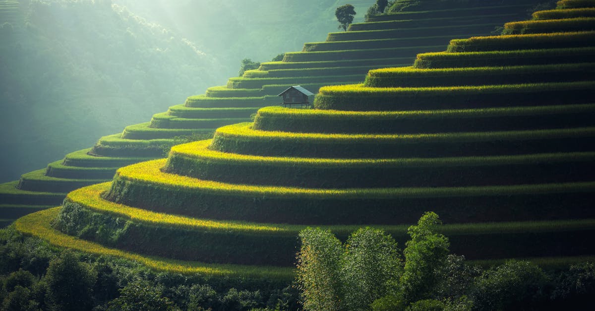 découvrez l'écologie, discipline essentielle pour comprendre les interactions entre les organismes vivants et leur environnement. explorez les enjeux de la biodiversité, du développement durable et des solutions pour protéger notre planète.