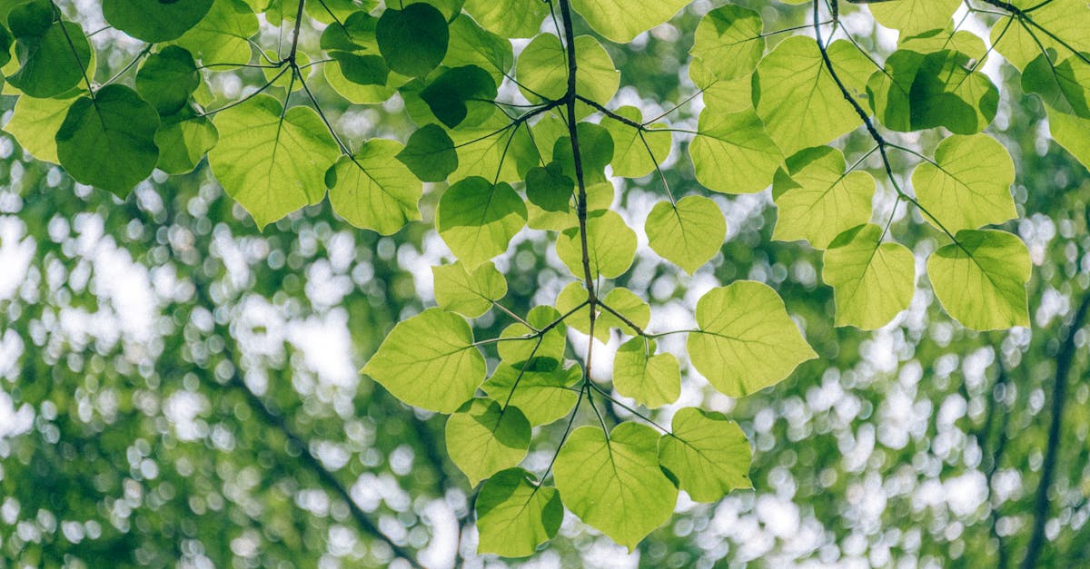 découvrez l'écologie et son importance pour la préservation de notre planète. explorez les interactions entre les êtres vivants et leur environnement, et apprenez comment adopter des pratiques durables pour un avenir meilleur.