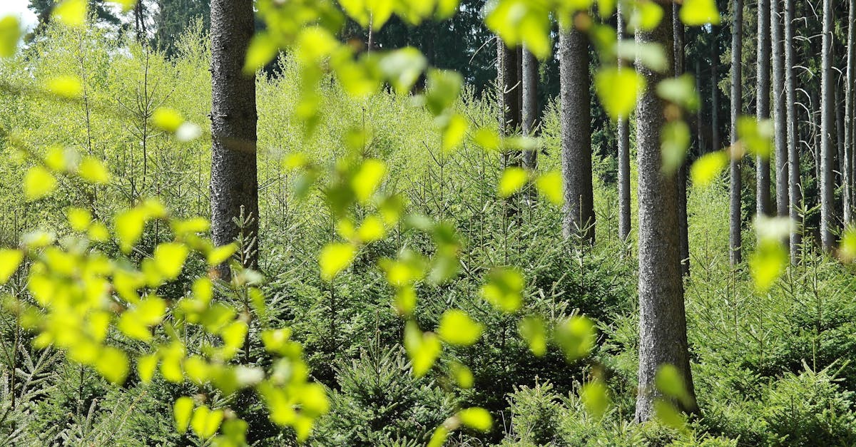 découvrez le monde fascinant de l'écologie, où l'interaction entre les êtres vivants et leur environnement est au cœur des préoccupations. explorez les enjeux environnementaux, les solutions durables et les initiatives pour préserver notre planète pour les générations futures.