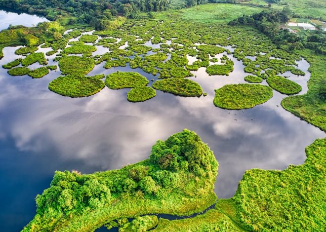 Écologie : comprendre l’impact de nos choix sur l’environnement