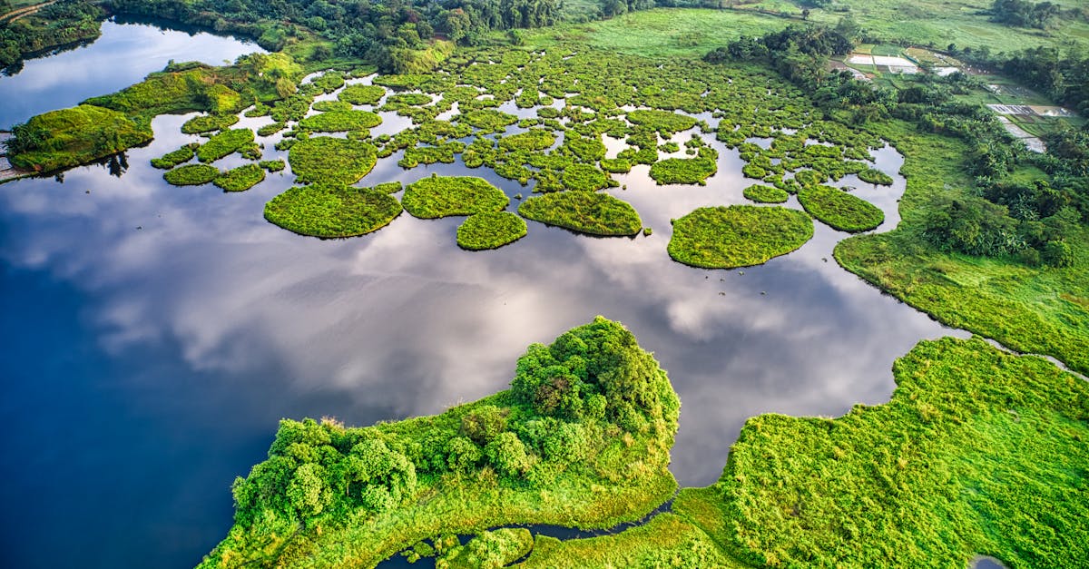 Écologie : comprendre l’impact de nos choix sur l’environnement