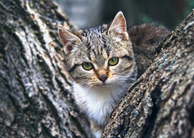 Voyager avec son animal de compagnie : cinq astuces pour des vacances sereines