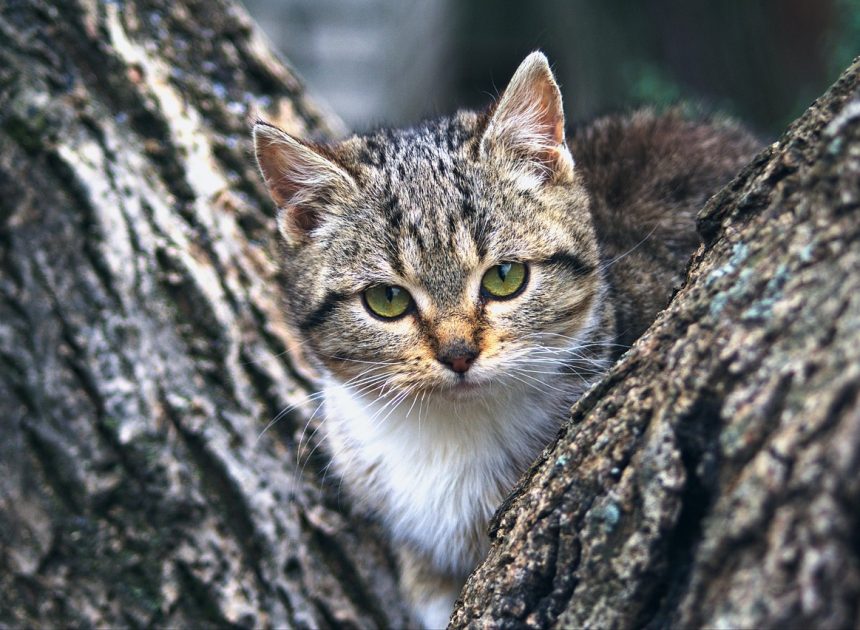 Voyager avec son animal de compagnie : cinq astuces pour des vacances sereines