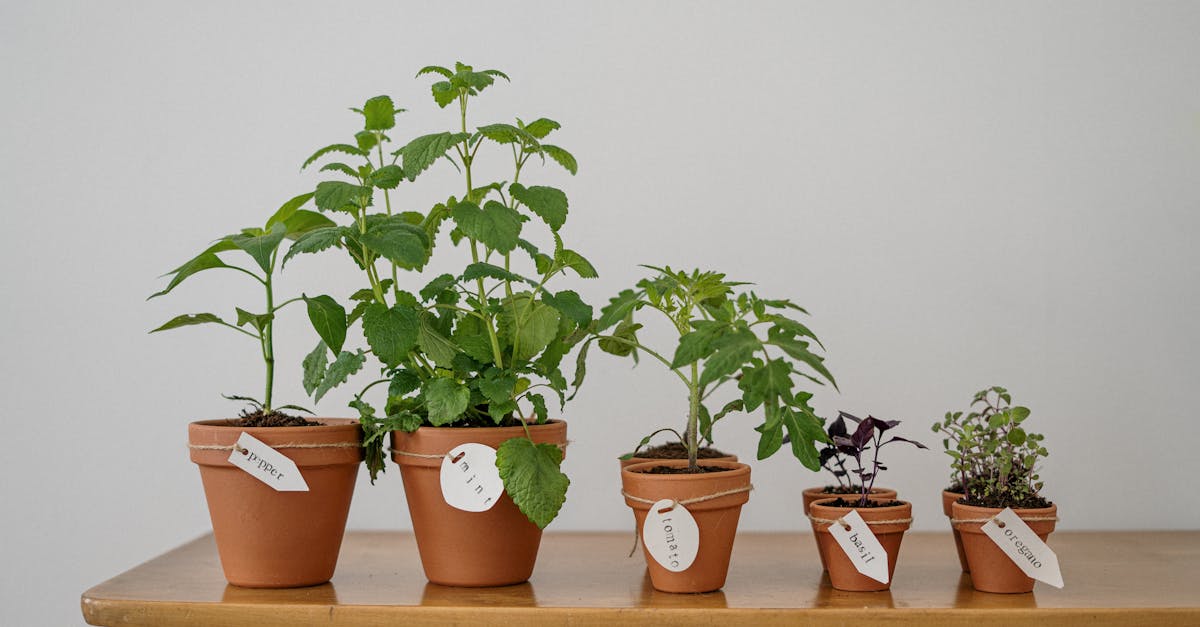 découvrez notre approche durable pour un avenir meilleur. explorez des solutions respectueuses de l'environnement et des pratiques écologiques qui favorisent le développement durable tout en préservant notre planète.