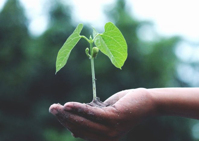Habitat local : les avantages d’une approche durable pour votre communauté