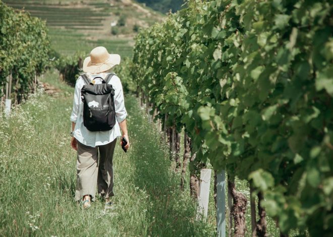 Circuit viticole : découvrez les meilleures routes des vins en France