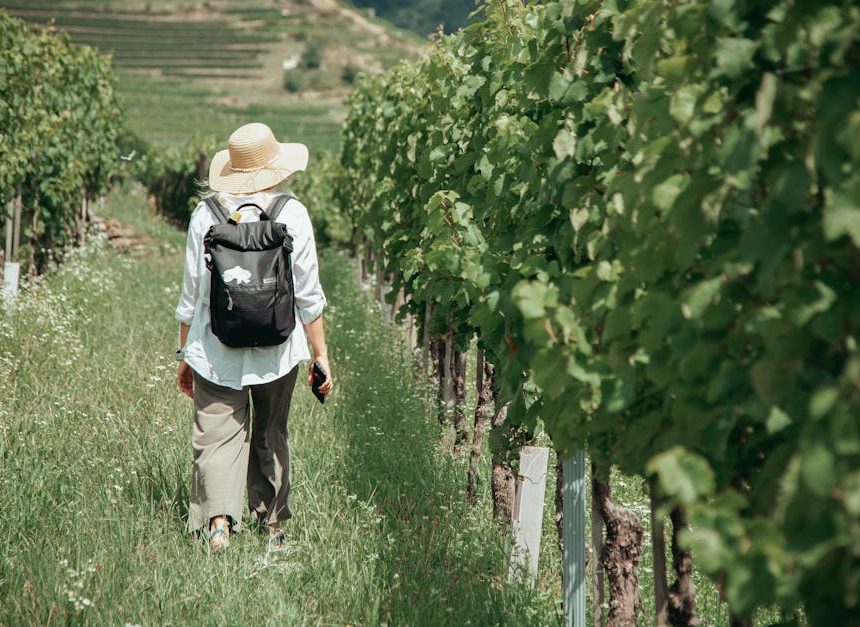 Circuit viticole : découvrez les meilleures routes des vins en France