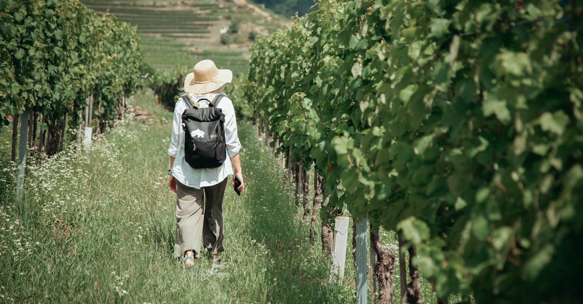 Circuit viticole : découvrez les meilleures routes des vins en France