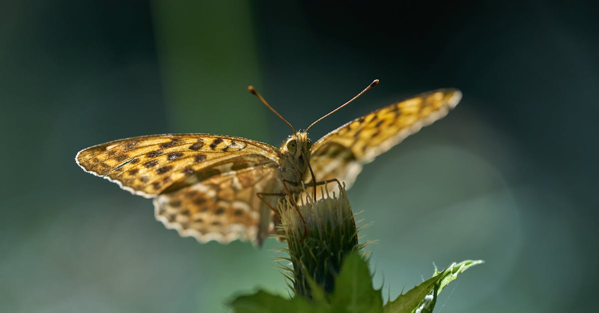 découvrez ce qu'est la biodiversité, pourquoi elle est essentielle à la planète et comment la protéger. informations utiles, définitions et conseils pratiques sur la biodiversité.