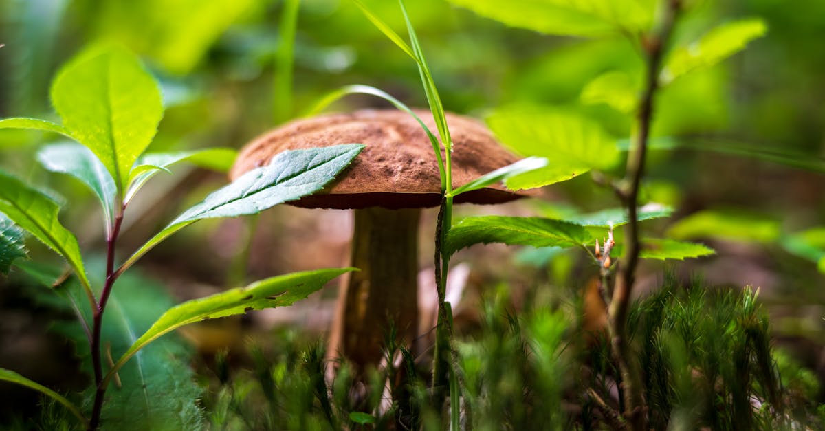 découvrez l'importance de la biodiversité, son rôle dans l'équilibre des écosystèmes et les actions nécessaires pour préserver la richesse de la vie sur terre.