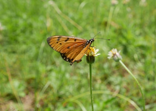 Patrimoine naturel : préserver la biodiversité pour les générations futures