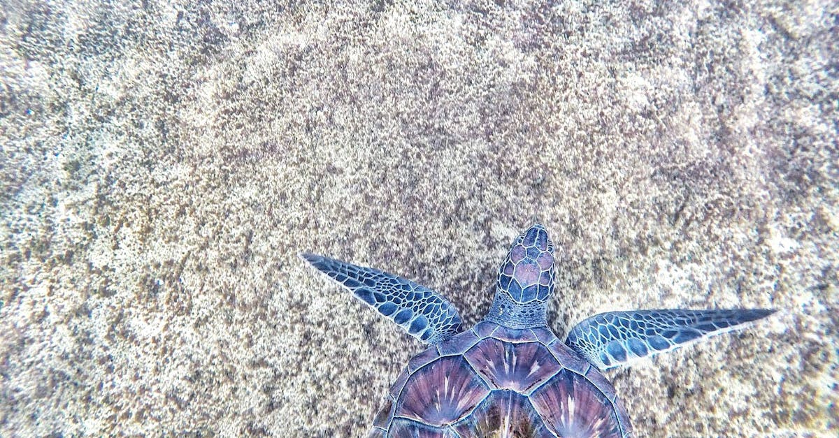 découvrez l'écologie marine : comprendre les interactions entre les organismes marins, leurs milieux et l'importance de la préservation des océans pour la biodiversité.