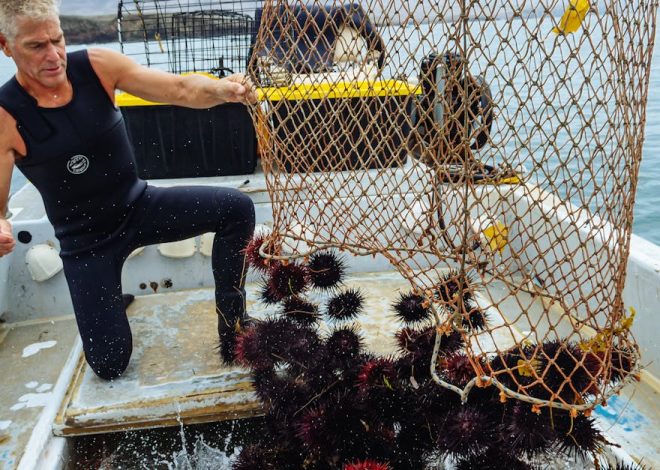 Écologie marine : comprendre les enjeux de la préservation des océans