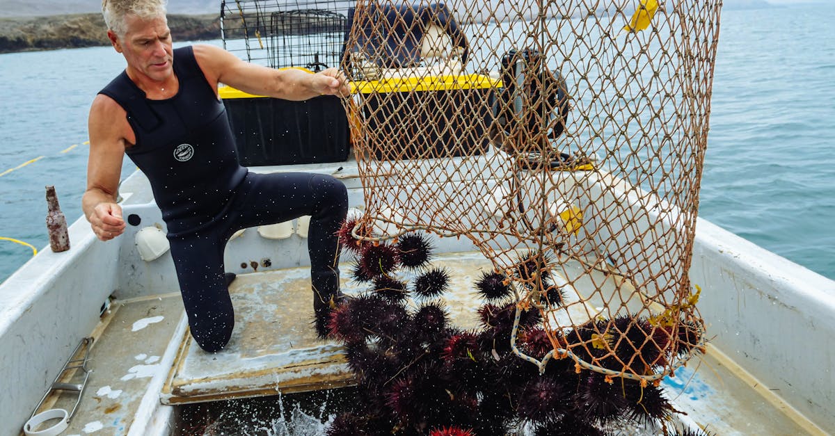 Écologie marine : comprendre les enjeux de la préservation des océans