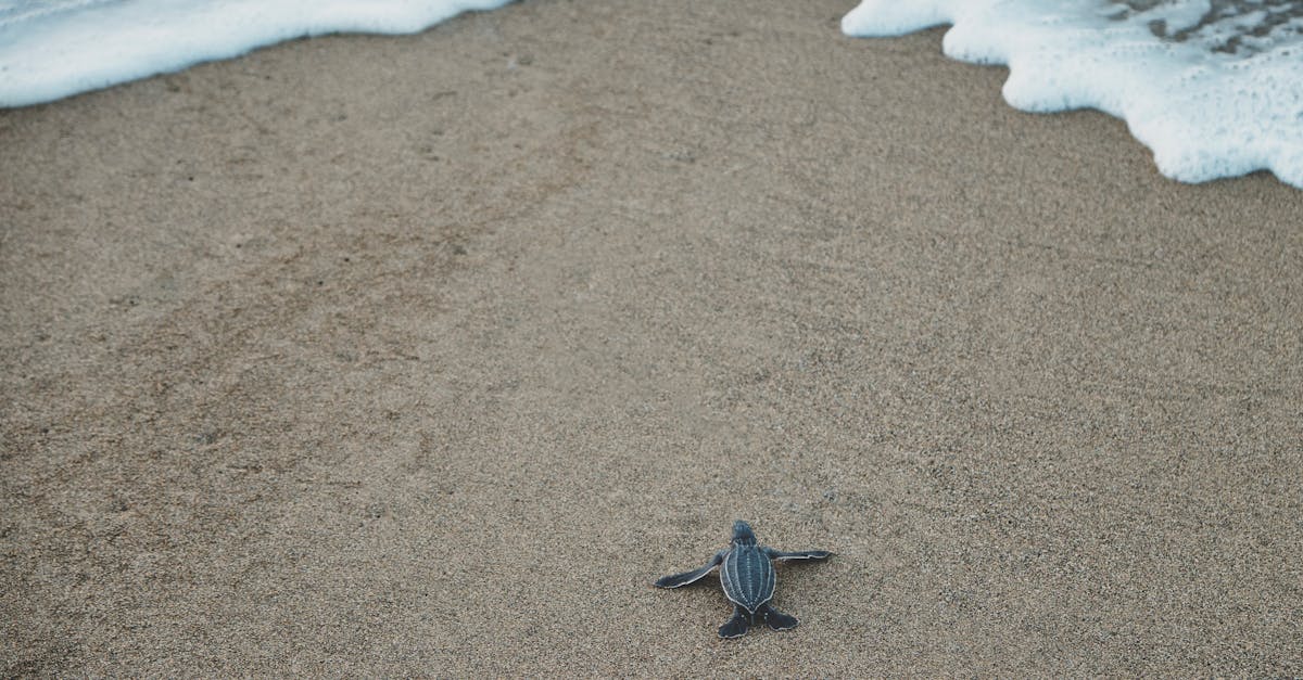 découvrez le marine ecotourism, une expérience unique qui vous plonge dans la beauté des écosystèmes marins tout en préservant notre planète. explorez les merveilles de la biodiversité marine, participez à des activités respectueuses de l'environnement et apprenez l'importance de la conservation des océans lors de votre prochain voyage.