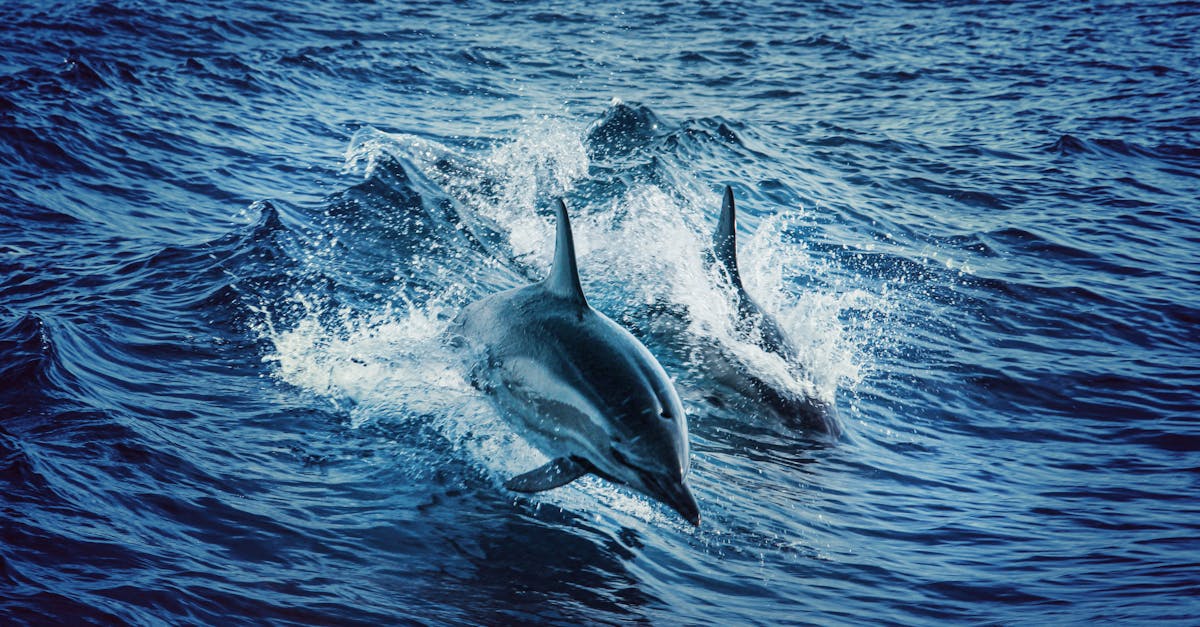 plongez dans l'univers fascinant de l'écotourisme marin ! découvrez des destinations durables qui préservent la biodiversité tout en vous offrant des expériences inoubliables en mer. rejoignez-nous pour naviguer à travers des paysages enchanteurs et participez à des initiatives écologiques qui protègent nos océans.