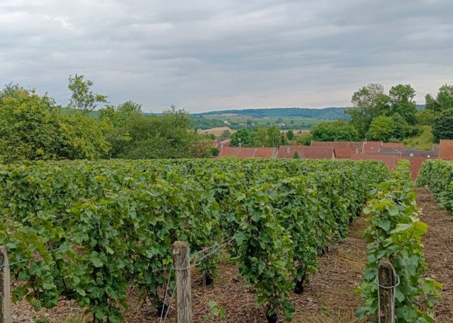 Tourisme rural : découvrir les trésors cachés de la campagne