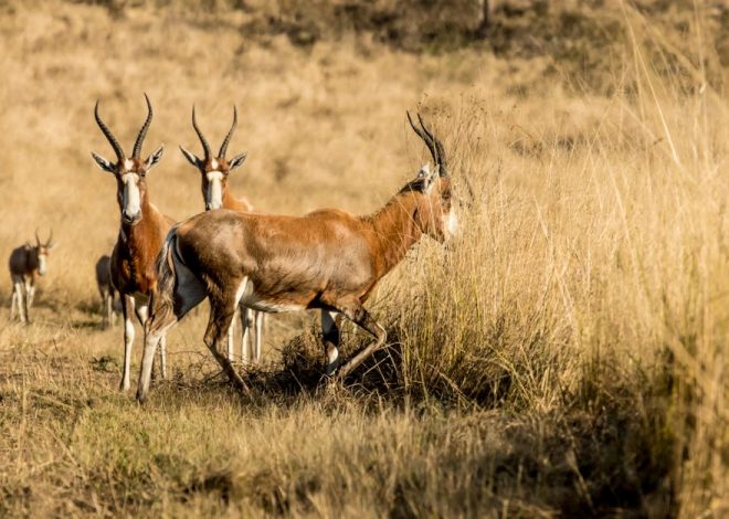 Climat tropical : comprendre ses impacts sur la biodiversité