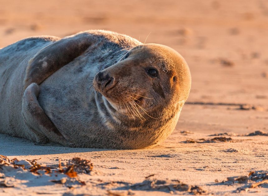 Île de Ré : Découvrez des aventures inoubliables en 2025