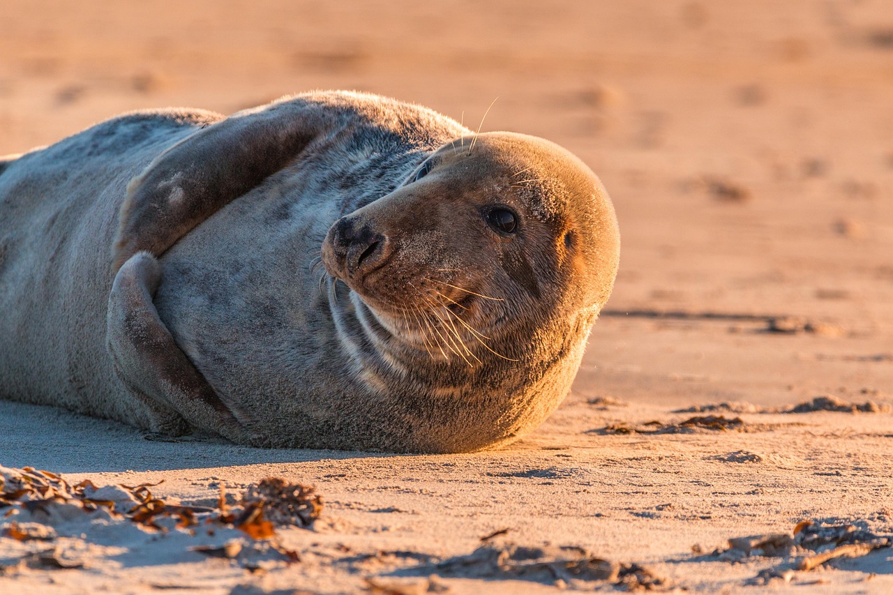 Île de Ré : Découvrez des aventures inoubliables en 2025