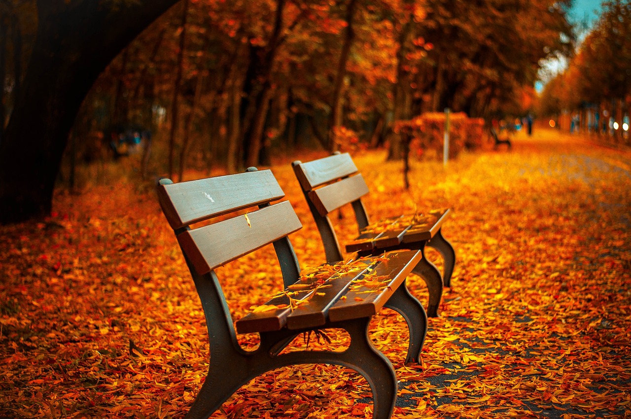 découvrez la beauté des couleurs d'automne : feuillages flamboyants, paysages chaleureux et atmosphère apaisante pour profiter pleinement de cette saison magique.