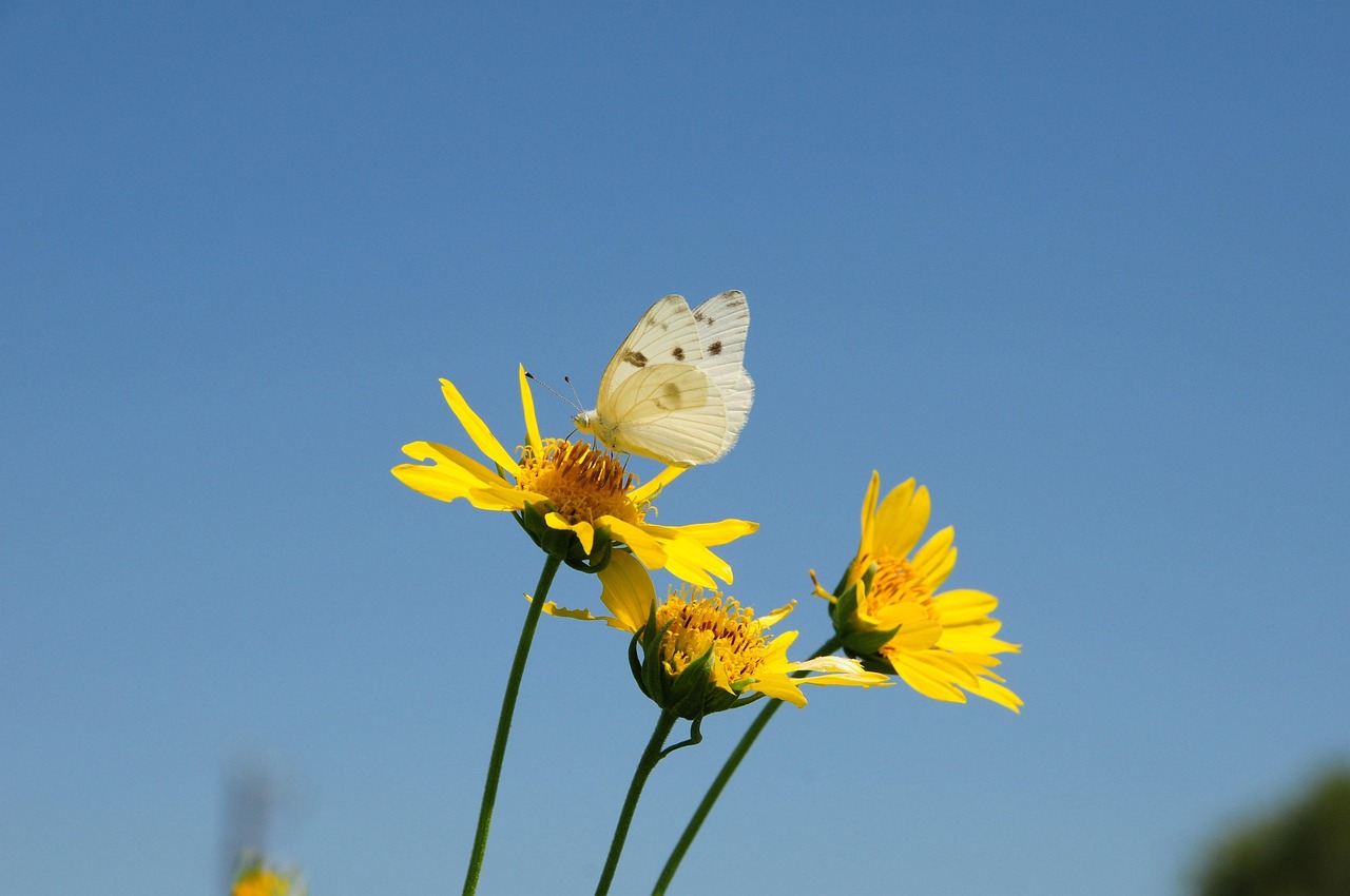 découvrez l'univers fascinant des papillons : leurs couleurs éclatantes, leur cycle de vie étonnant, leur rôle essentiel dans la nature et des conseils pour les observer facilement.