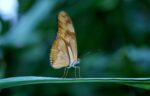 découvrez le monde fascinant des papillons : leur cycle de vie, leurs couleurs éclatantes et leur rôle essentiel dans la nature. apprenez à reconnaître différentes espèces et à protéger ces précieux insectes pollinisateurs.