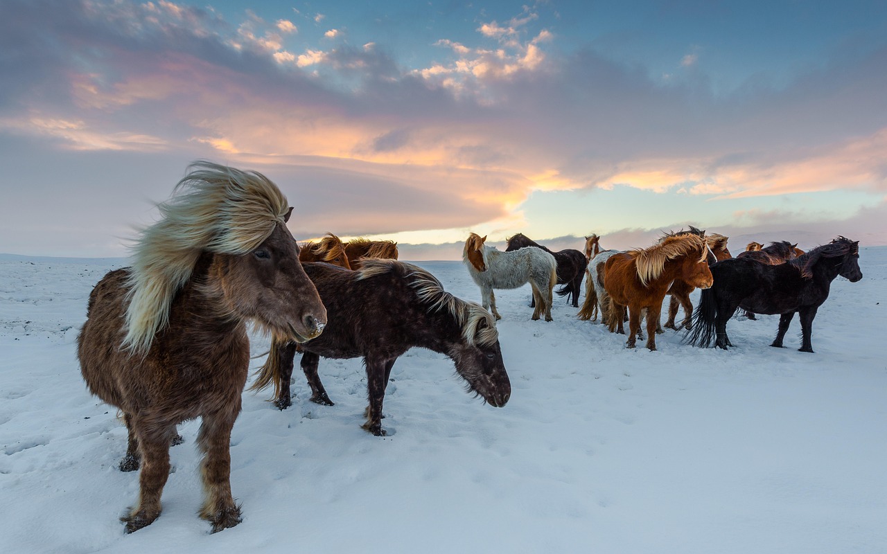 découvrez la richesse de la culture islandaise : traditions, littérature, musique et gastronomie qui font de l’islande un pays unique au cœur du nord.